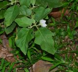 Solanum undatum. Побег с цветком. Таиланд, о-в Пхукет, курорт Ката, обочина дороги. 19.01.2017.