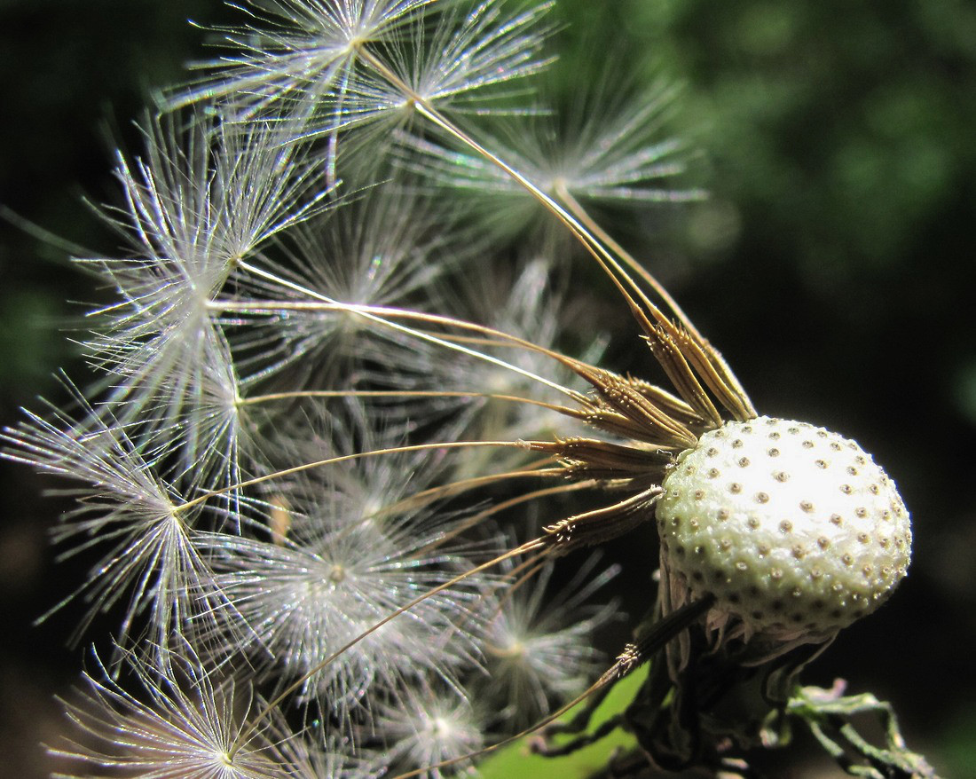 Изображение особи род Taraxacum.