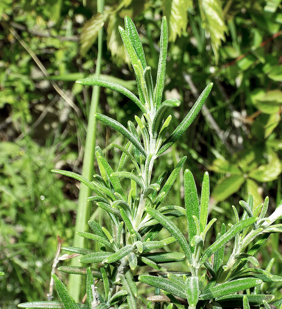 Image of Rosmarinus officinalis specimen.