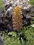Orobanche gigantea. Цветущее растение. Южный Казахстан, горы Каракус. 07.05.2007.