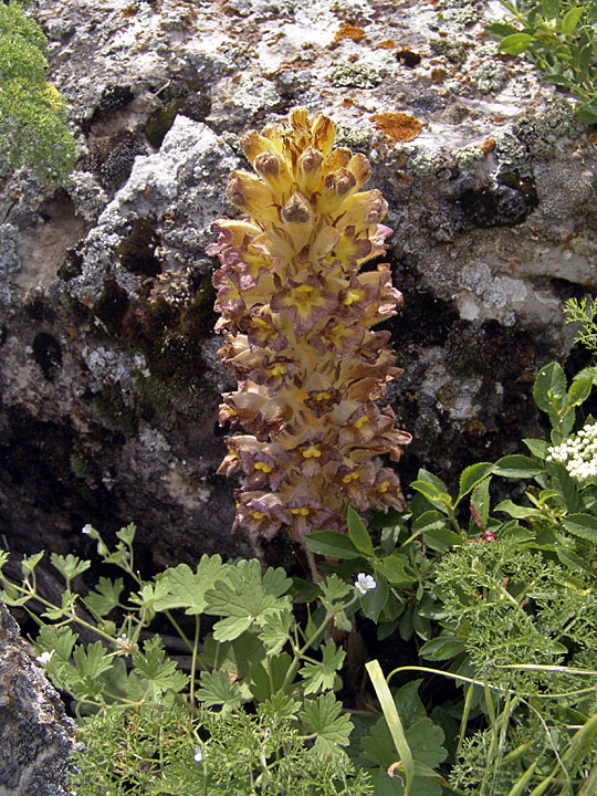 Изображение особи Orobanche gigantea.