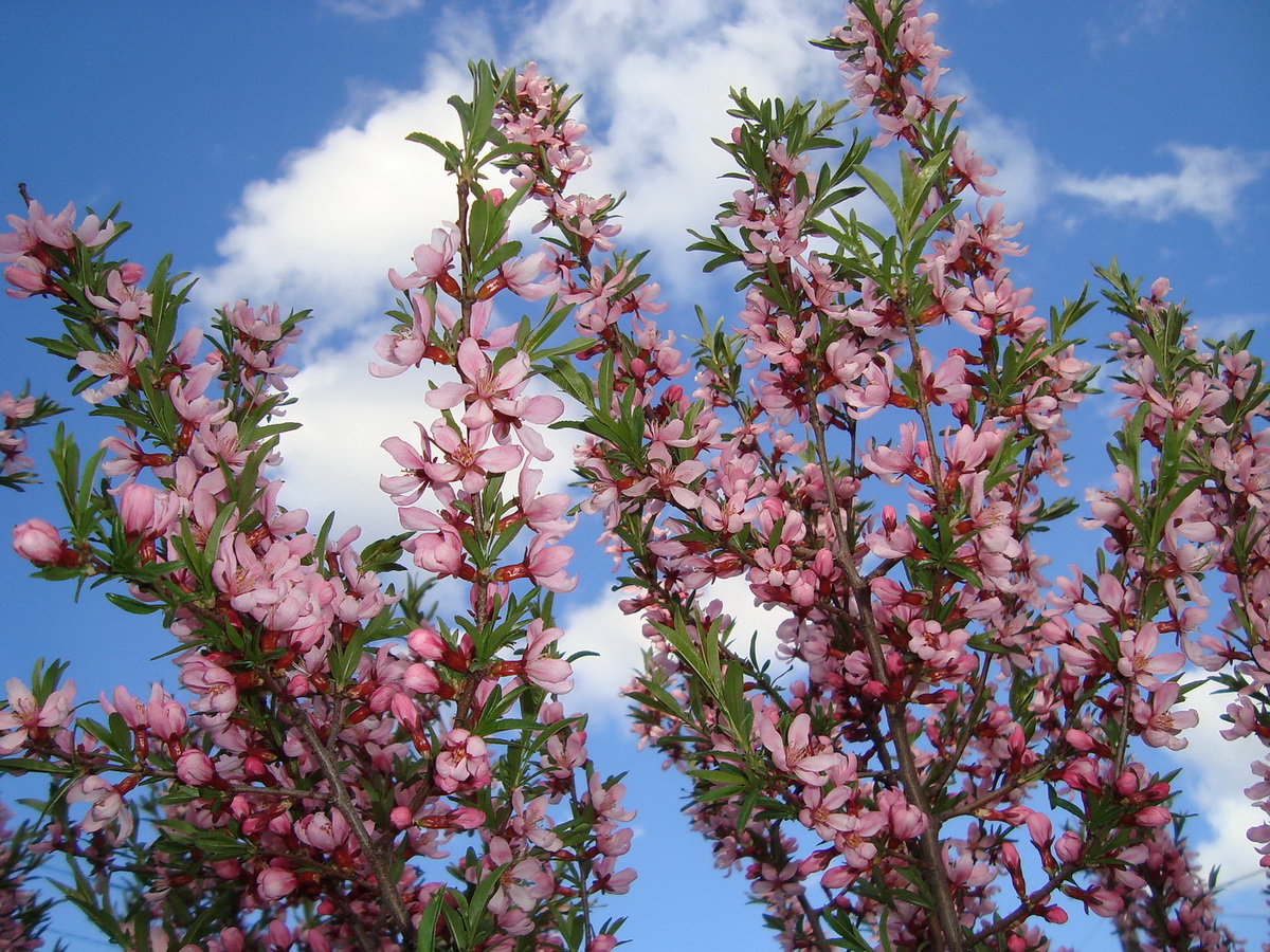 Изображение особи Amygdalus nana.