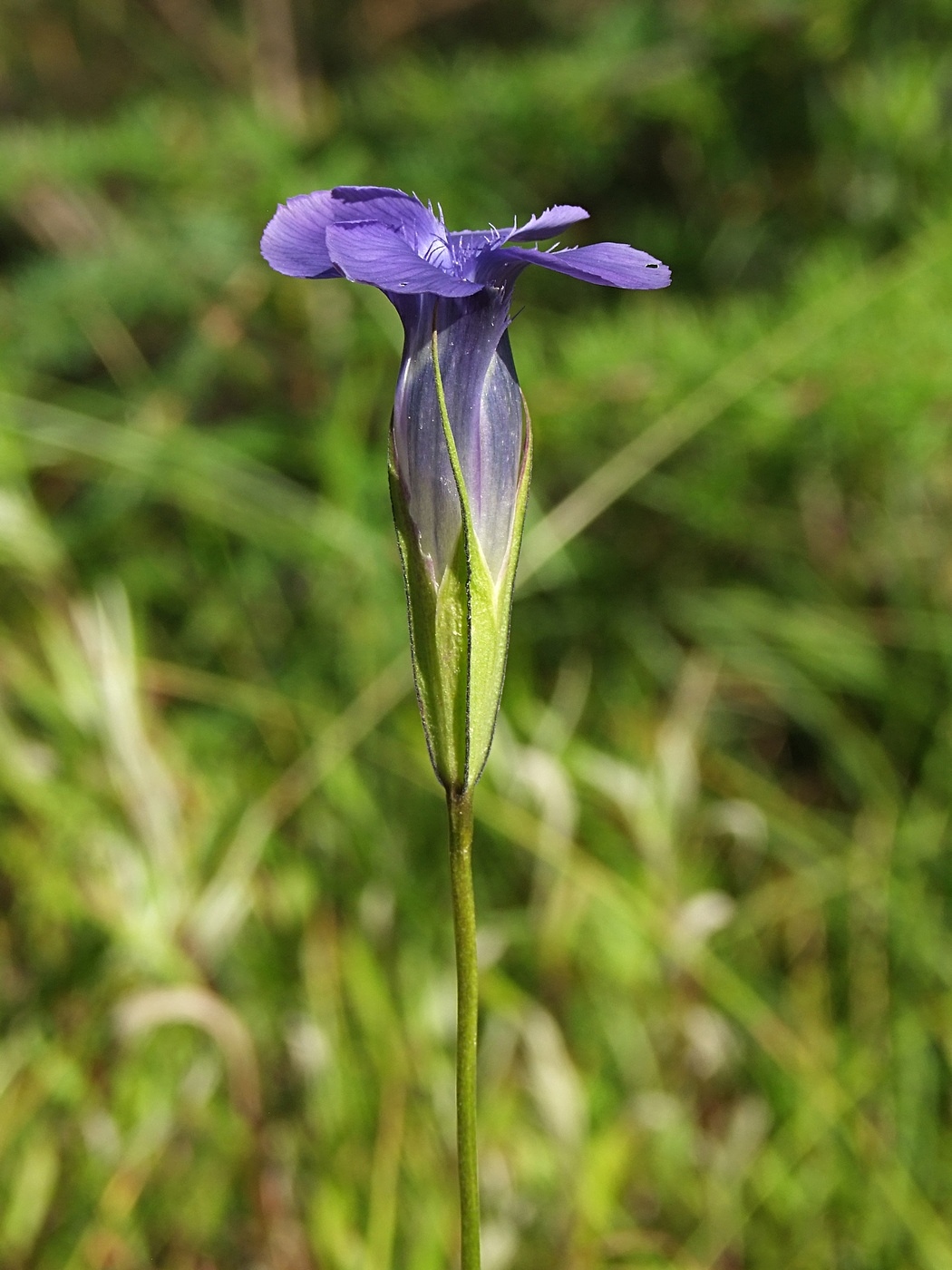 Изображение особи Gentianopsis barbata.