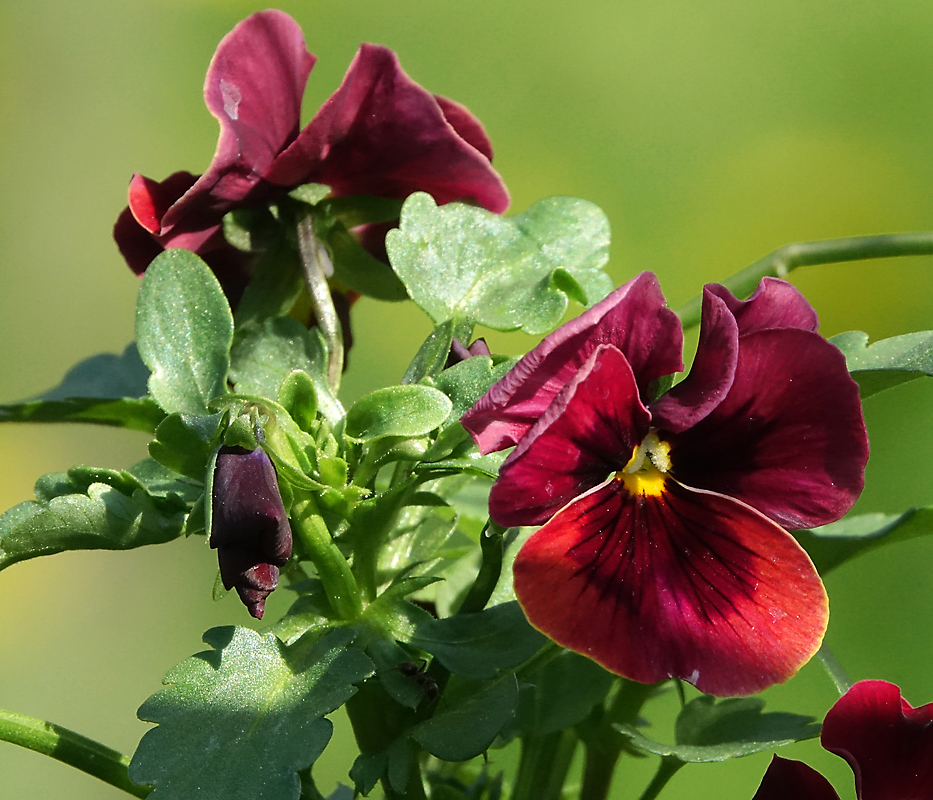 Image of Viola wittrockiana specimen.