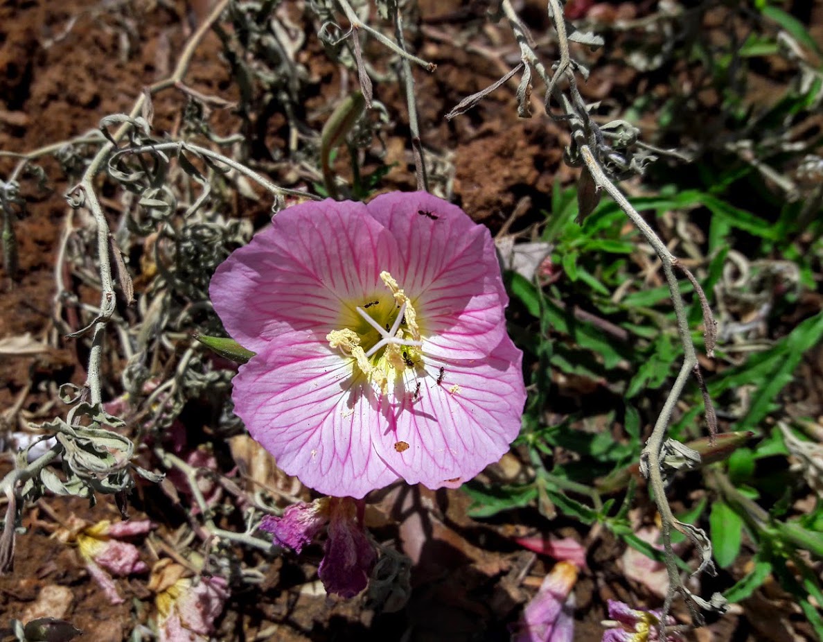 Изображение особи Oenothera rosea.