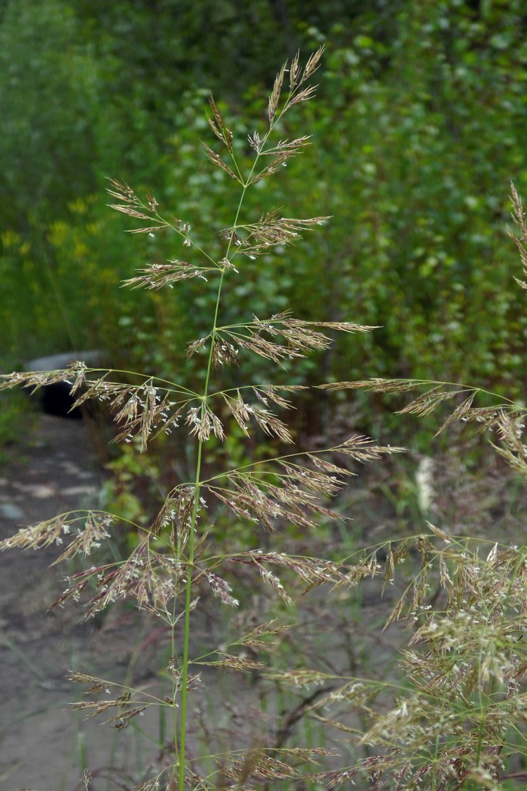 Изображение особи Calamagrostis pseudophragmites.