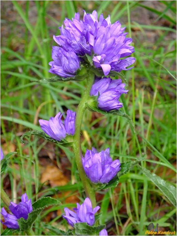 Изображение особи Campanula glomerata.