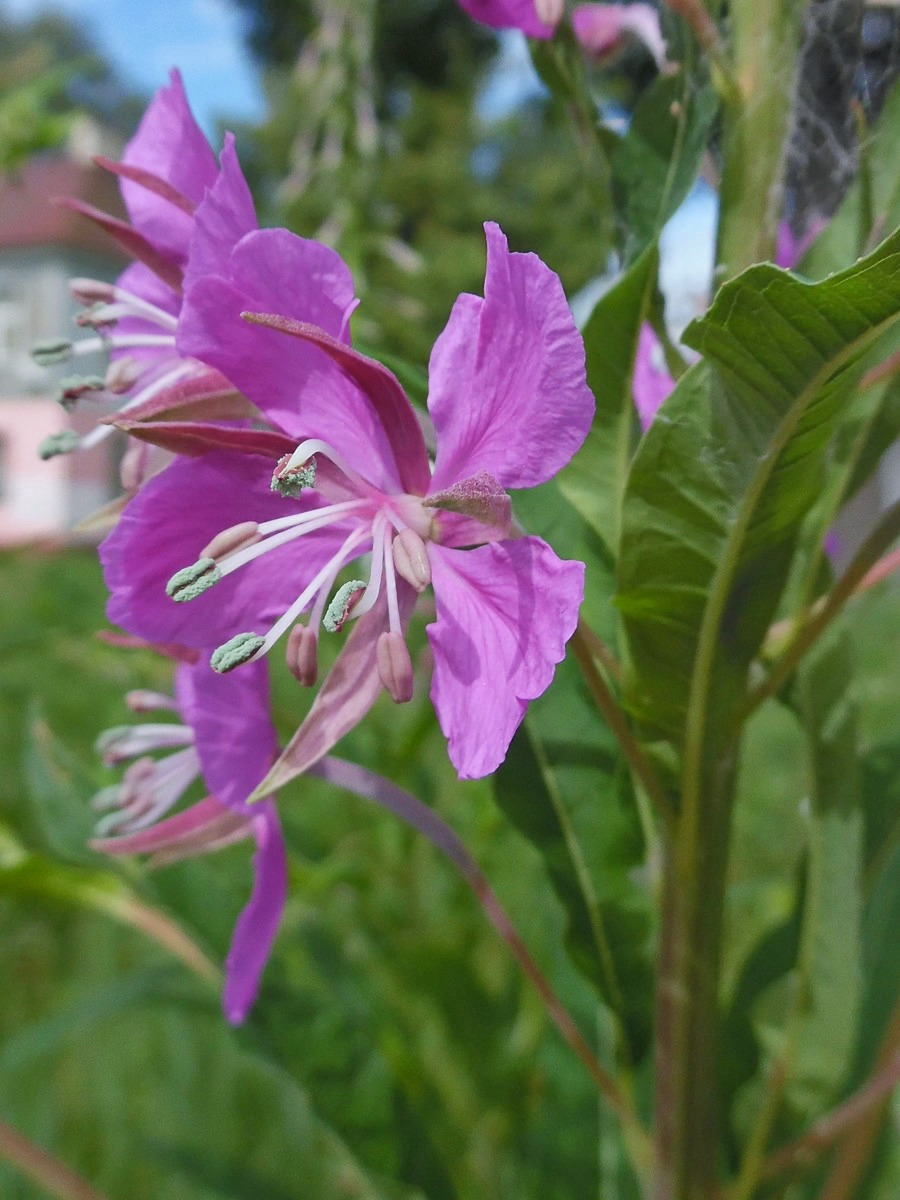 Изображение особи Chamaenerion angustifolium.