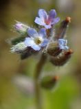 Myosotis micrantha. Цветки. Тверская обл., Кимрский р-н, окр. дер. Устиново, зарастающая молодыми соснами опушка смешанного леса. 07.06.2014.