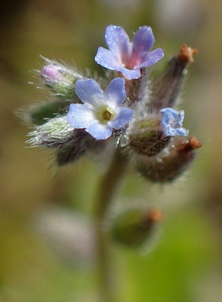 Image of Myosotis micrantha specimen.