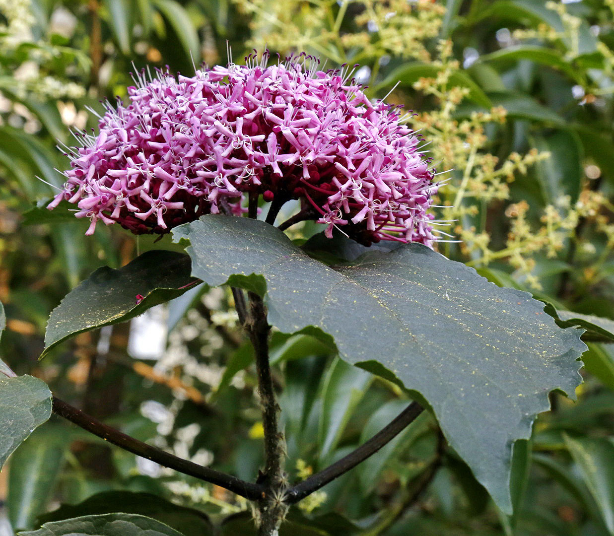 Изображение особи Clerodendrum bungei.