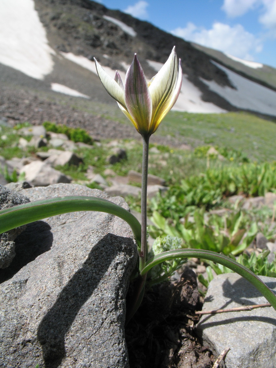 Изображение особи Tulipa dasystemonoides.