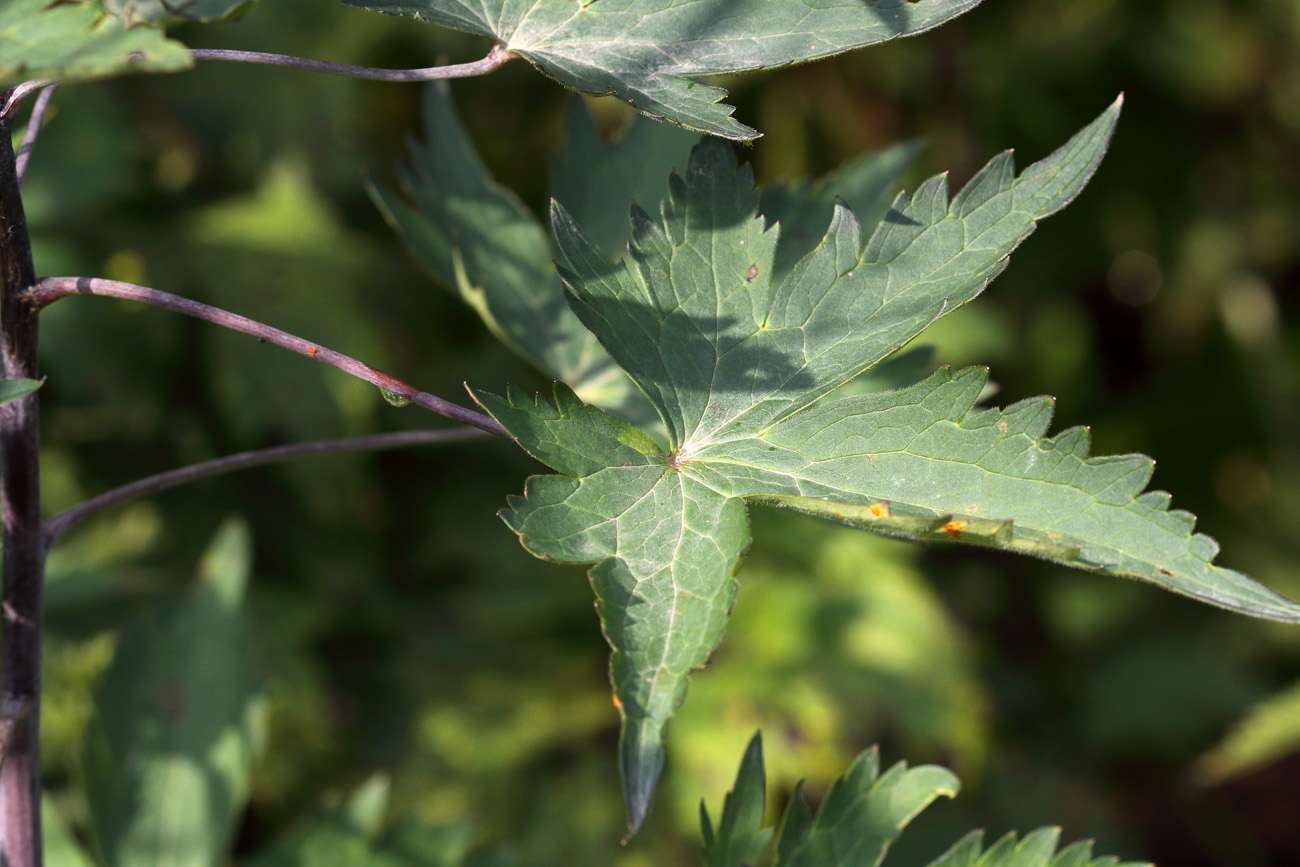 Image of Delphinium elatum specimen.