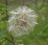 Tragopogon pratensis. Соплодие. Пермский край, г. Пермь, Кировский р-н, недалеко ж.-д. платформы Промучасток, луг. 13 августа 2017 г.