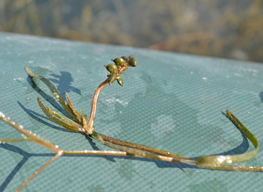 Image of Potamogeton manschuriensis specimen.