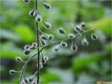 Circaea lutetiana. Часть соплодия. Украина, Ивано-Франковская обл., Болеховский горсовет, Козакивский сельсовет, окр. с. Сукиль, склон горы Гребля, луг. 25.08.2017.