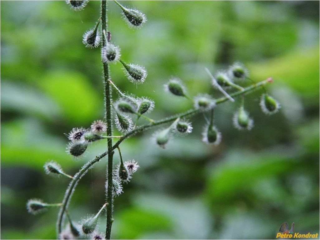 Изображение особи Circaea lutetiana.