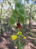 Acacia conferta