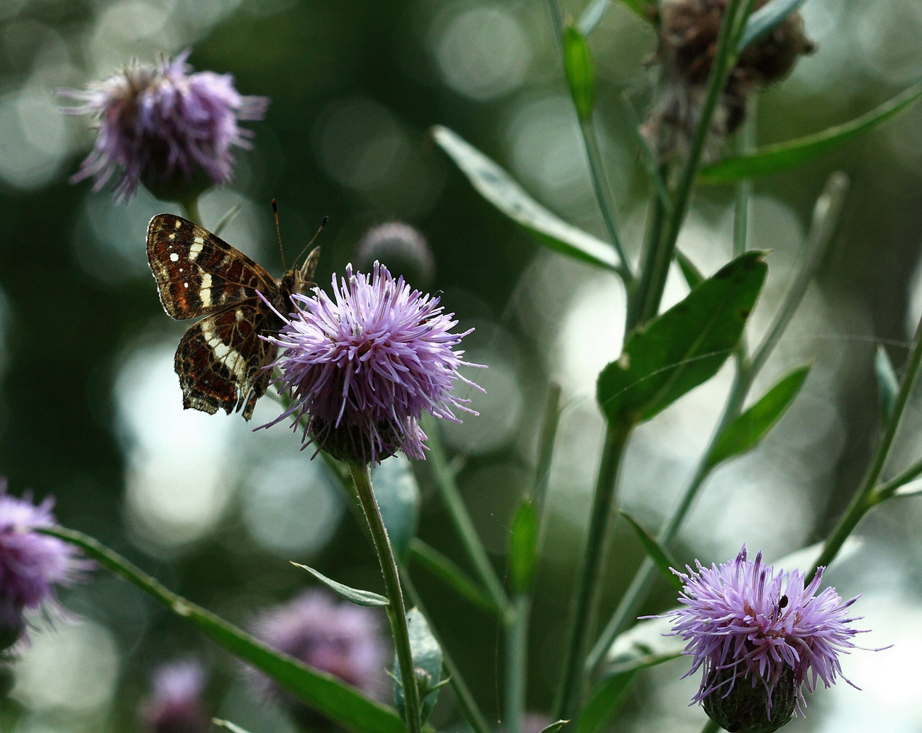 Изображение особи Cirsium setosum.