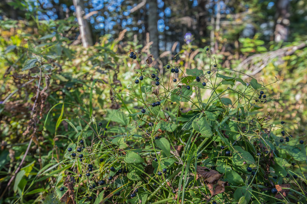 Image of Rubia cordifolia specimen.