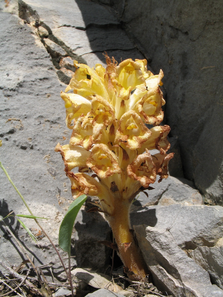 Image of Orobanche gigantea specimen.