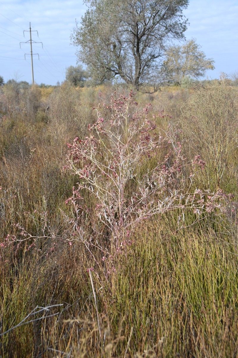 Изображение особи Atriplex aucheri.