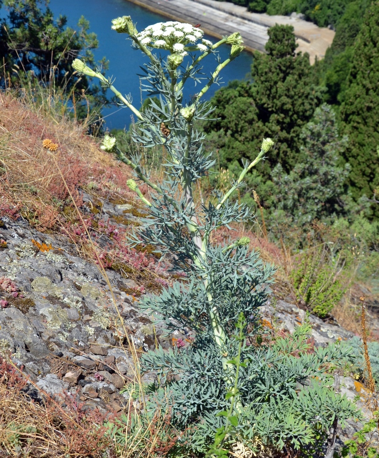 Image of Seseli gummiferum specimen.