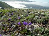 Campanula chamissonis. Цветущие растения. Магаданская обл., окр. г. Магадан, п-ов Старицкого, сопка над бухтой Светлой, кустарничково-лишайниковая каменистая тундра. 12.07.2017.