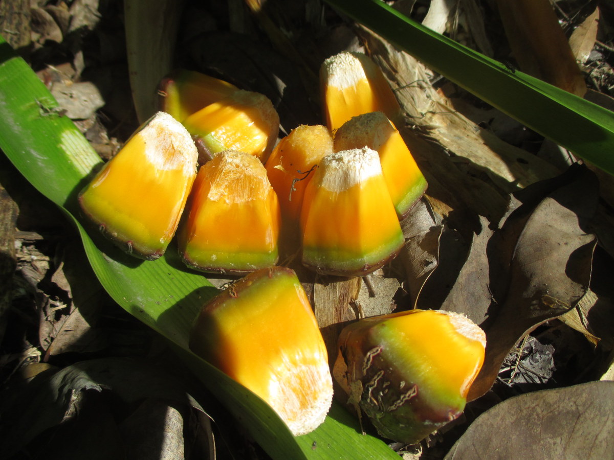 Изображение особи Pandanus utilis.