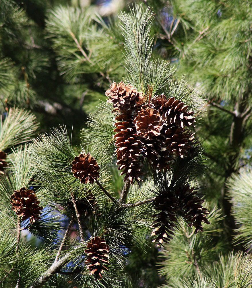 Изображение особи Pinus strobus.