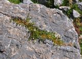 Stellaria brachypetala. Цветущее растение на камне. Таджикистан, Фанские горы, перевал Талбас, ≈ 3400 м н.у.м., каменистый склон на берегу ручья. 01.08.2017.