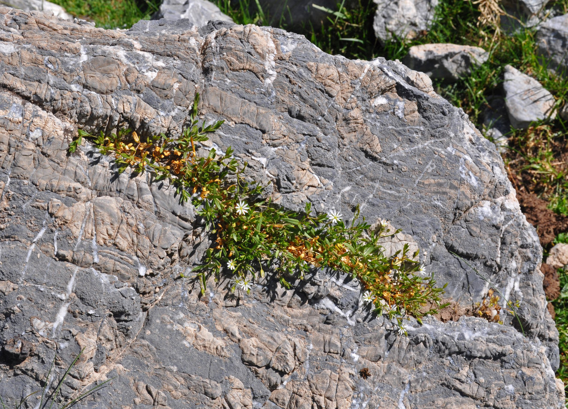 Image of Stellaria brachypetala specimen.