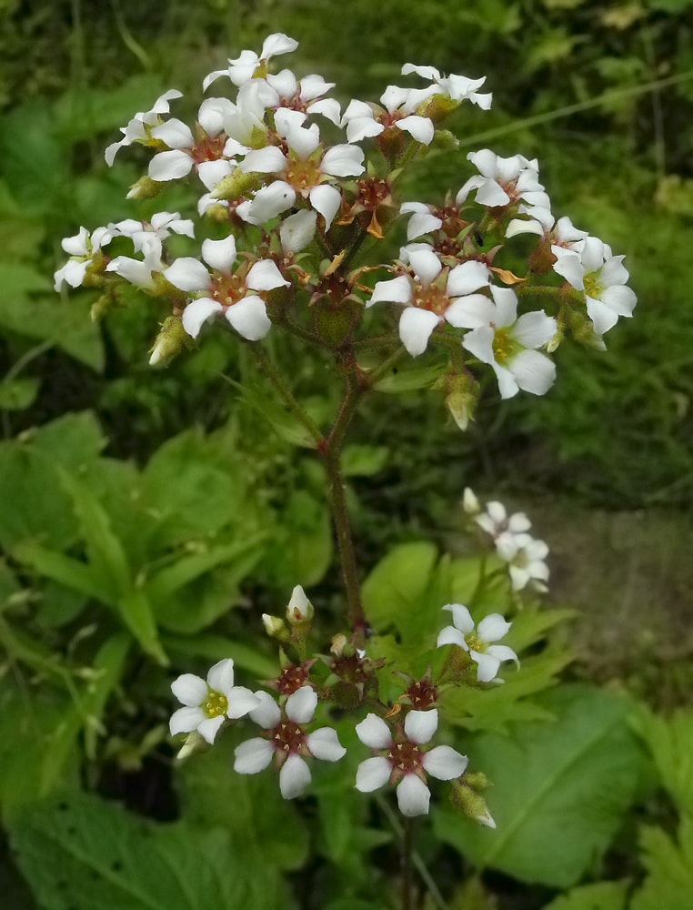 Image of Boykinia aconitifolia specimen.