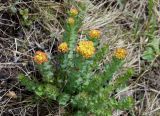 Rhodiola rosea. Цветущие растения. Якутия, Нерюнгринский р-н, перед перевалом Тит, в полосе между дорогой и ЛЭП, 502 км трассы АЯМ. 22.06.2016.