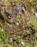 genus Poa