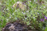 Veronica peduncularis. Цветущее растение. Грузия, край Рача-Лечхуми и Нижняя Сванетия, Амбролаурский муниципалитет, окр. с. Зеда-Гвардиа, дол. р. Шарола, выс. 610 м н.у.м., лиственный лес, каменистая обочина грунтовой дороги. 07.05.2017.