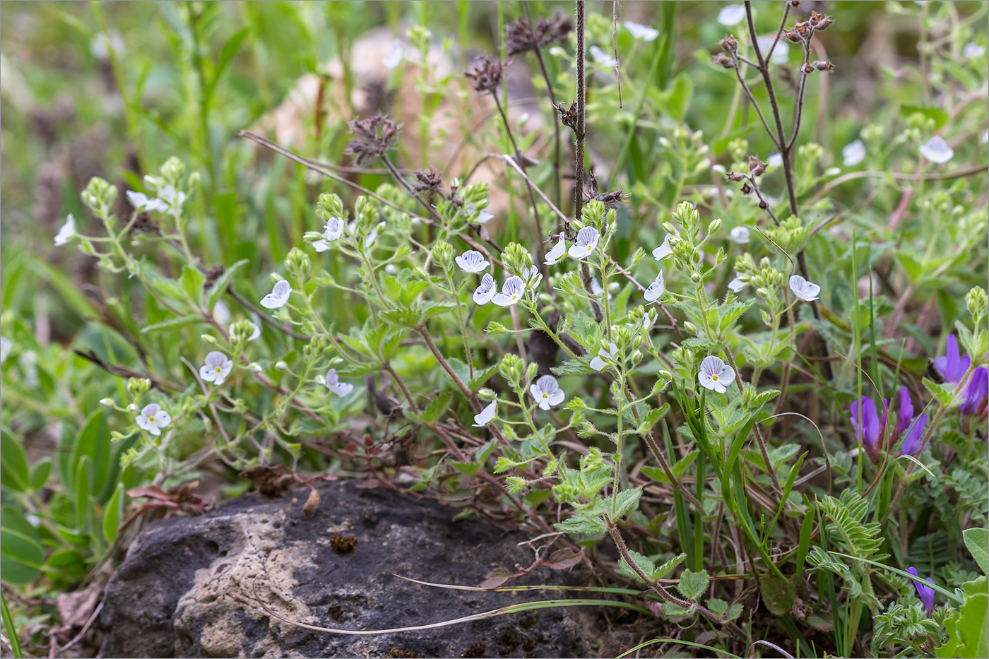 Image of Veronica peduncularis specimen.