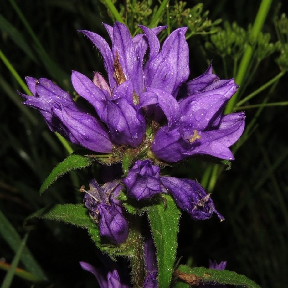 Image of Campanula glomerata specimen.