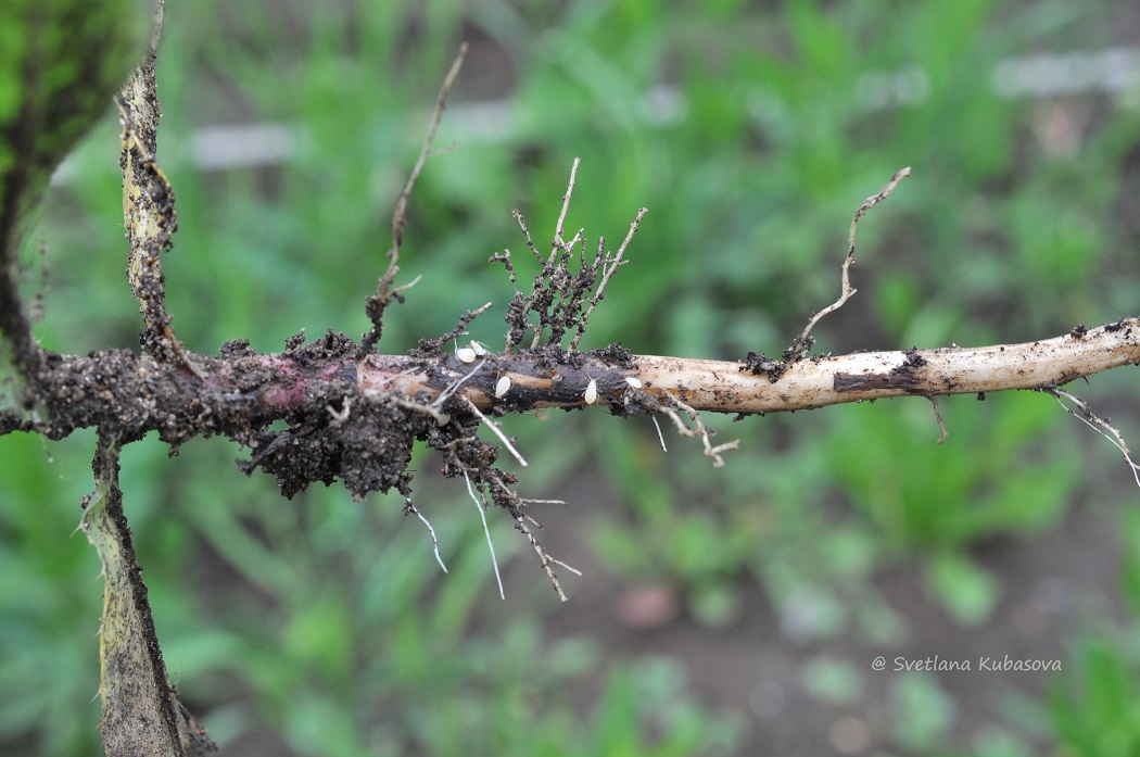 Image of Cirsium setosum specimen.