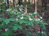 Lonicera xylosteum