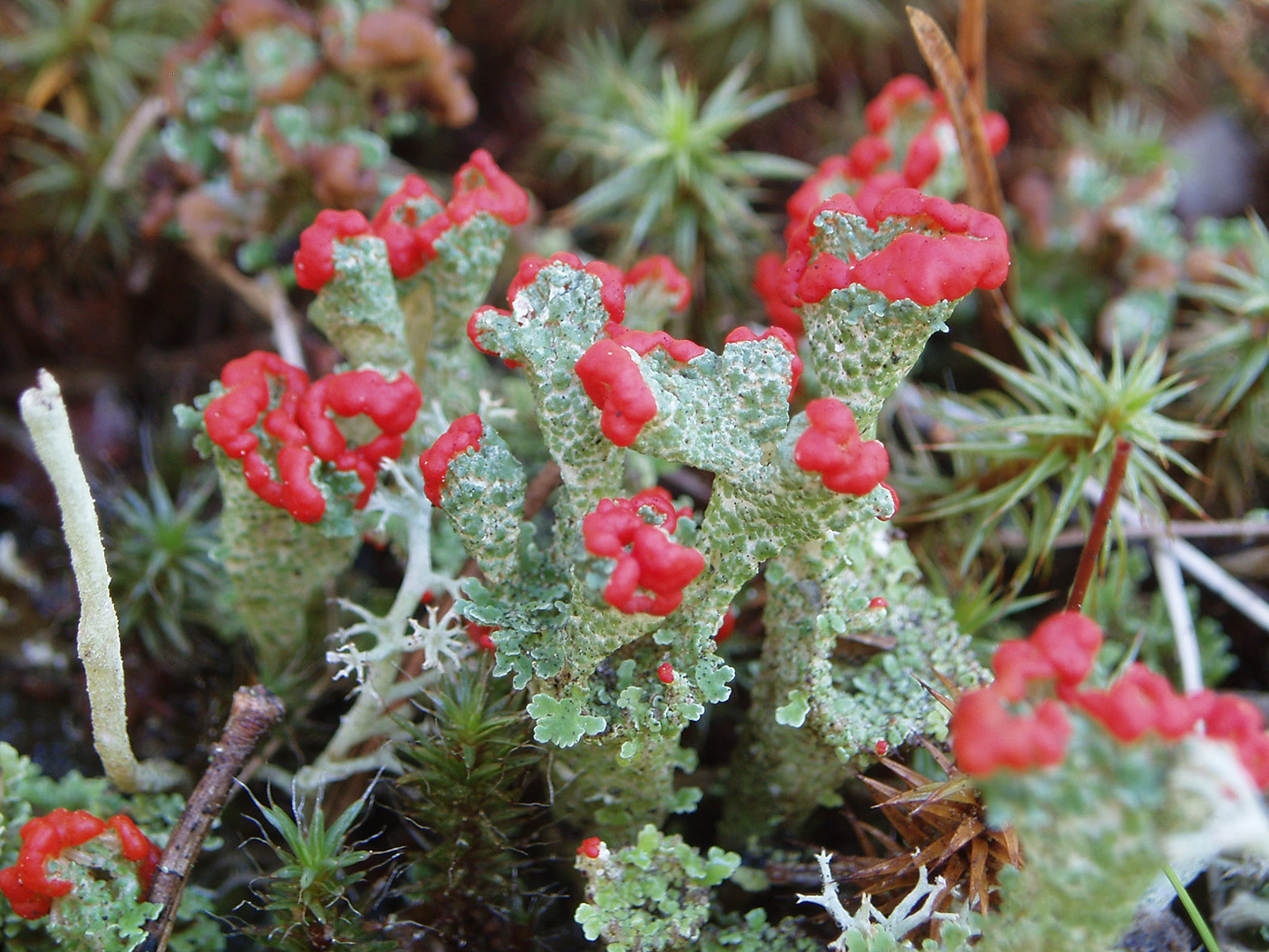 Изображение особи род Cladonia.