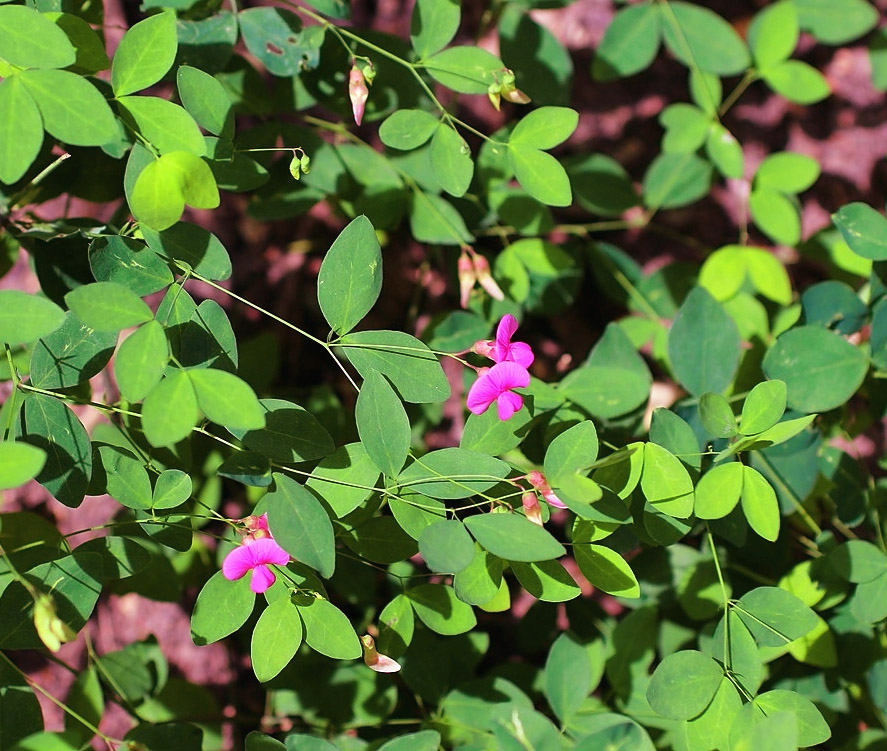 Image of Lathyrus roseus specimen.