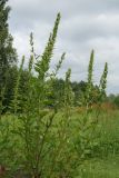 Oenothera rubricaulis