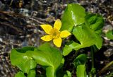 Caltha polypetala. Цветок и листья. Абхазия, Рицинский реликтовый национальный парк, гора Ацытаку, ≈ 2200 м н.у.м., берег ручья. 11.07.2017.