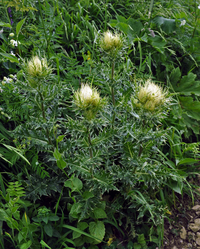 Image of Cirsium obvallatum specimen.