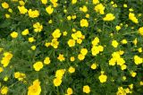 род Ranunculus