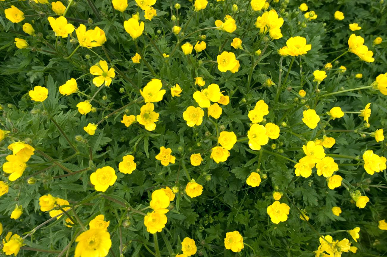 Image of genus Ranunculus specimen.