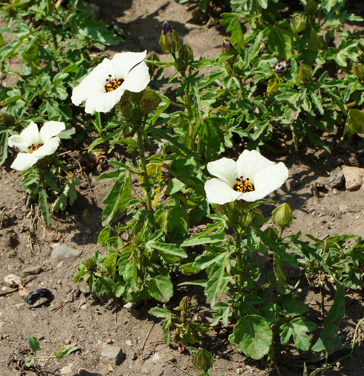 Изображение особи Hibiscus trionum.