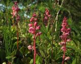 Pyrola incarnata