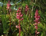 Pyrola incarnata. Соцветие. Магаданская обл., Ольский р-н, Ольское шоссе, на обочине второстепенной дороги, среди Larix cajanderi и Duschekia fruticosa. 01.07.2016.